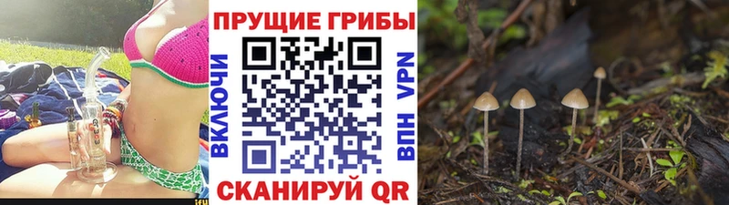 OMG ссылка  Элиста  Галлюциногенные грибы мухоморы 